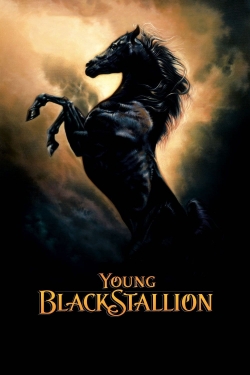 Young Black Stallion-watch